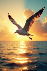 Fototapeta premium Gaviota volando con la luz del atardecer a trav?s de su cuerpo, vela, orilla, sea