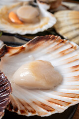 Atlantic bay scallops coquille St. James sea shells, opened in shellsand cleaned, catch of the day in Normandy or Brittany, France on fish market
