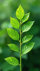 Fototapeta premium Buckwheat leaves with tiny seeds attached to the stem, foliage, botanical