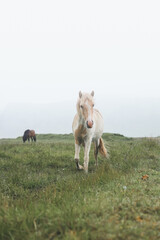 Obraz premium Icelandic horse grazes peacefully at sunset on the Snaefellsnes peninsula near Grundarfjordur, Iceland. Equus ferus caballus pasture during sunlight with clouds
