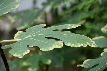 Common Fig Leaf on a Plant in a Garden