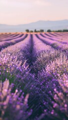 Obraz premium Lavender Fields at Sunset in Provence: Serene Landscape for Print or Poster Design
