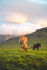 Icelandic horse grazes peacefully at sunset on the Snaefellsnes peninsula near Grundarfjordur,...