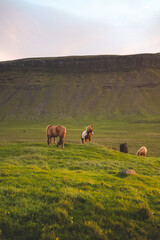 Icelandic horse grazes peacefully at sunset on the Snaefellsnes peninsula near Grundarfjordur,...