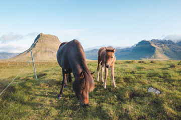 Obraz premium Foal and its mother are grazing together on an Icelandic meadow with a backdrop of large mountains formed from lava. Snaefellsnes Peninsula mountains during sunset, western Iceland