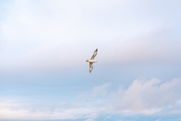 Iceland gull, Larus glaucoides, is flying over a coastal landscape, its wings outstretched against a backdrop of serene blue skies and sunset. Snaefellsnes peninsula, west Iceland