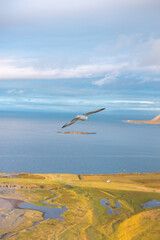 Iceland gull, Larus glaucoides, is flying over a coastal landscape, its wings outstretched against a backdrop of serene blue skies and sunset. Snaefellsnes peninsula, west Iceland