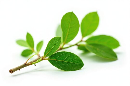 Fresh green branch of Salal Gaultheria Shallon isolated on white background, branch, nature, salal