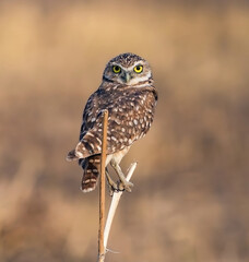 A Burrowing Owl making eye contact with the viewer.  looking straight ahead, while resting atop a split piece of twig within an open field in Colorado. Close up view.