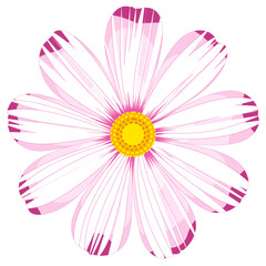 Cosmos flower clipart. Isolated cosmos flower. Vector cosmos flower.