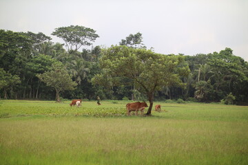 Obraz premium cows in the field