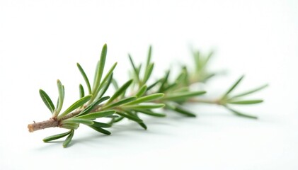 Fototapeta premium delicate branch of rosemary on white background, herb, tree