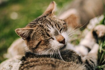 Tabby cat basking in the sun