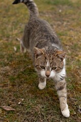 Tabby cat strolling on grass