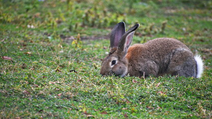 Domestic rabbit eats grass on the lawn