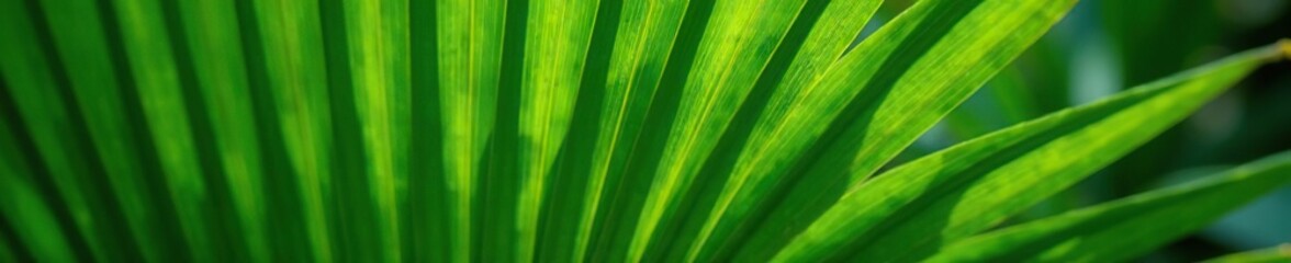 Delicate fronds unfurl from the crown of a mature green palm tree leaf, foliage, verdant