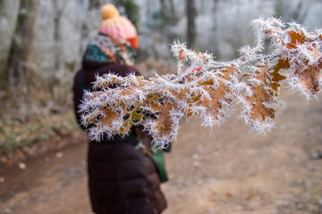 Cencellada en Espinosa