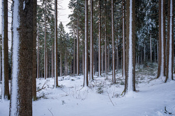 A peaceful winter forest with tall, slender trees and a blanket of snow that conveys peace and cold on a clear winter day
