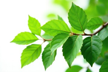 Fototapeta na wymiar Isolated aronia melanocarpa leaves on white background, green, nature