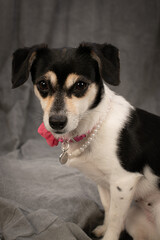 Lady Briella, the spotted black and white cheagle, chihuahua beagle dog, looking regal in pearls and a pink flower
