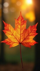 Maple leaf's intricate veins shine in sunlight, autumn, foliage, tree