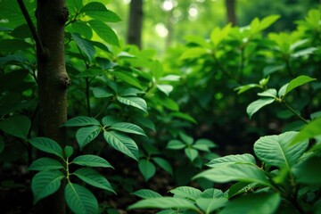 Obraz premium Cayratia jungle bush amidst green leaves and stems, nature, bush, foliage