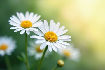 Soft focus on fresh daisies against a light background, abstract, blur