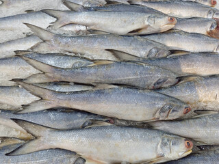 grey mullet fishes preserved on ice at market