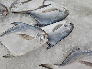 silver pomfret fishes (Pampus argenteus) preserved on ice at market