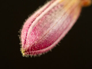 Macro