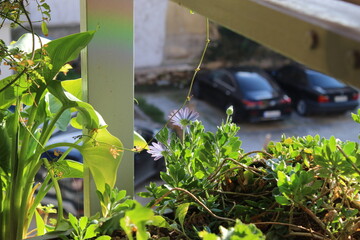 Sunlit Balcony Garden with Blooming Purple Flowers in an Urban Setting