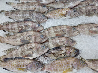 groupers fish preserved on ice for sale top view 
