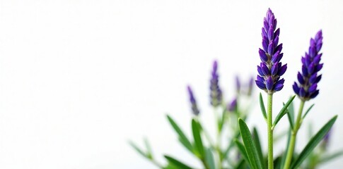 Naklejka premium Lavandula angustifolia leaves and buds against white background, plant details, lavandula angustifolia, botanical