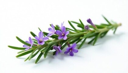 Fototapeta premium Fresh rosemary branch with delicate purple flowers on a white background, white background, foliage