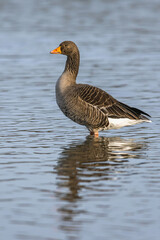 Greylag Goose, Anser anser, bird on winter marshes