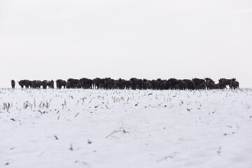 Bison bonasus in a snow-covered field © alexeyborodin