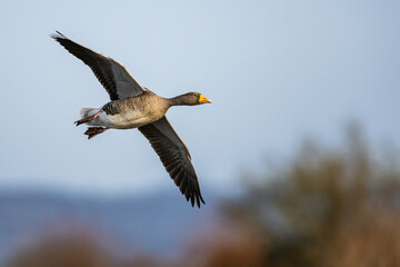 Greylag Goose, Anser anser, bird in flight over winter marshes