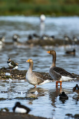 Greylag Goose, Anser anser, birds on winter marshes