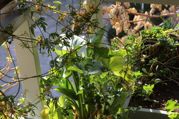 Sunlit Balcony Garden with Blooming Purple Flowers in an Urban Setting