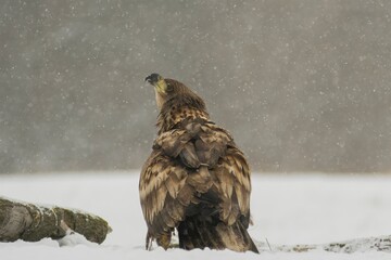 European white-tailed eagle

The mighty European white-tailed eagle, a symbol of nature. A majestic predator.