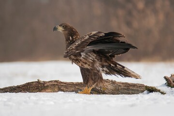 European white-tailed eagle

The mighty European white-tailed eagle, a symbol of nature. A majestic predator.
