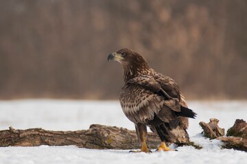 European white-tailed eagle

The mighty European white-tailed eagle, a symbol of nature. A majestic predator.