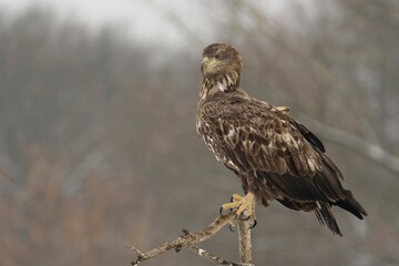 European white-tailed eagle

The mighty European white-tailed eagle, a symbol of nature. A majestic predator.