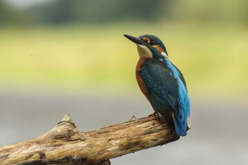 Kingfisher Kingfisher, bird, osprey. Unusual flash of feathers in the sunlight.