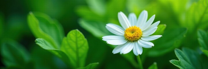 Fototapeta premium Delicate daisy nestled in a bed of emerald leaves, blossoms, delicate, plant