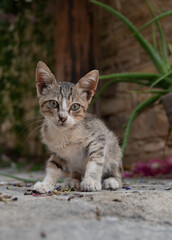 Young pet tabby cat kitten with green eyes sitting and posing outdoor