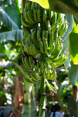 Бананы на бановом дереве висят гроздями. Плантации бананов в Египте. Выращивание бананов