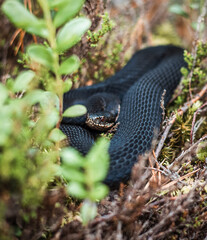 Norwegian viper in the forest
