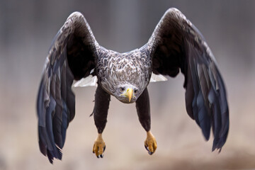 White-tailed eagle in flight with forest background