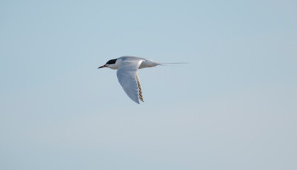 Forster's Tern